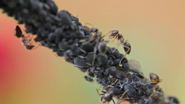 How to Quickly Get Rid of Ants | BBC Gardeners World Magazine
