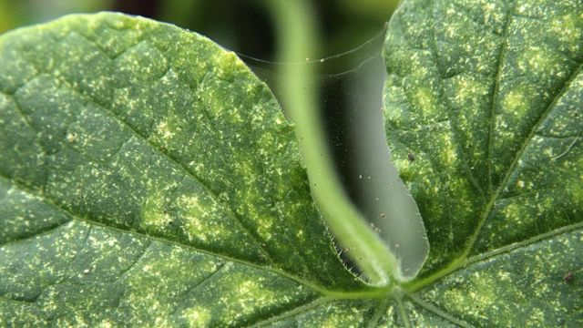 Why are leaves dropping off my cucumber plant?: Play video