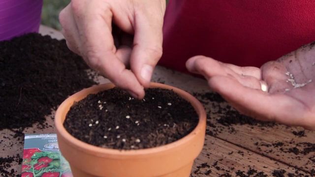 Sowing tomato seeds: Play video
