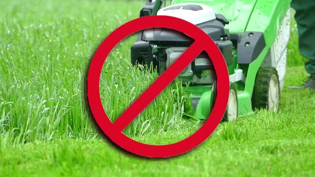 Mähfreier Mai: Darum sollten Sie Ihren Rasen seltener mähen