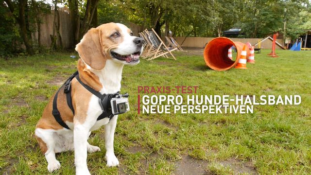 GoPro Hunde-Halterung Fetch - Praxis-Test