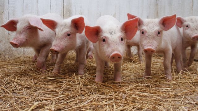 Bauernverband: Schweinefleisch soll doppelt so teuer werden