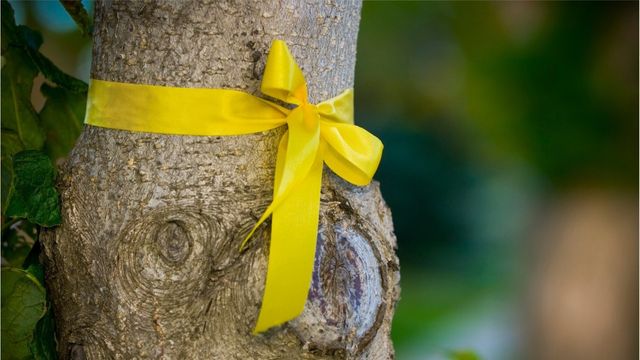 Gelbe Schleife am Obstbaum: Das steckt dahinter
