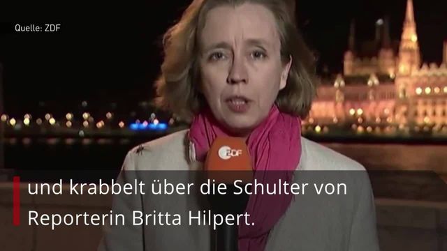 Spinne krabbelt über ZDF-Reporterin während Live-Übertragung