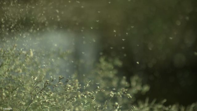 Pollen-Frühwarnsystem: Perfekt vorbereitet für die Heuschnupfen-Saison