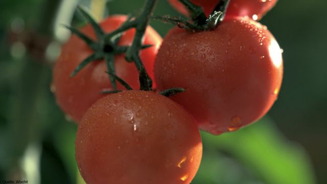 Tomaten gießen und schneiden: Uhrzeit, Dünger und Pflege