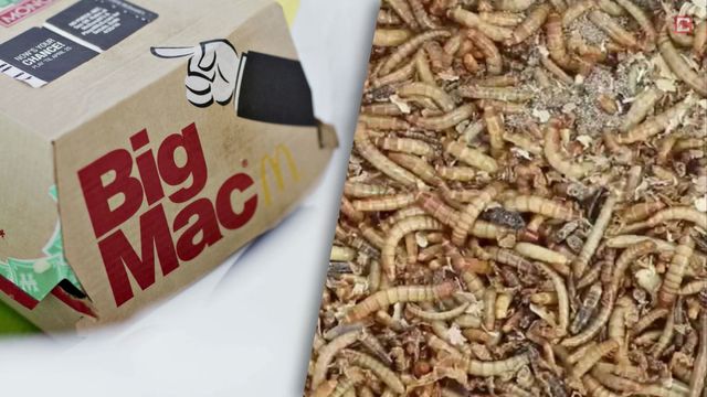 Bald kommt der Insekten-Burger nach Deutschland